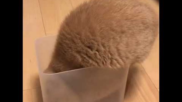 Koteł wpasowuje się w pudełko