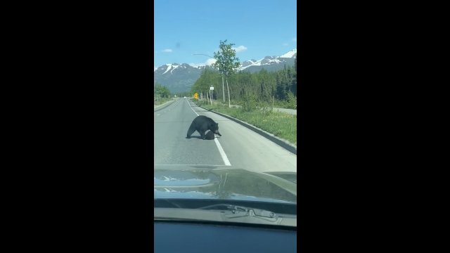 Mama niedźwiedzica pogania swoje dziecko w czasie przechodzenia przez ulicę