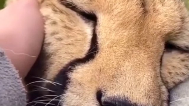 Gepardy, jako jedyne z rodziny kotowatych, nie potrafią ryczeć