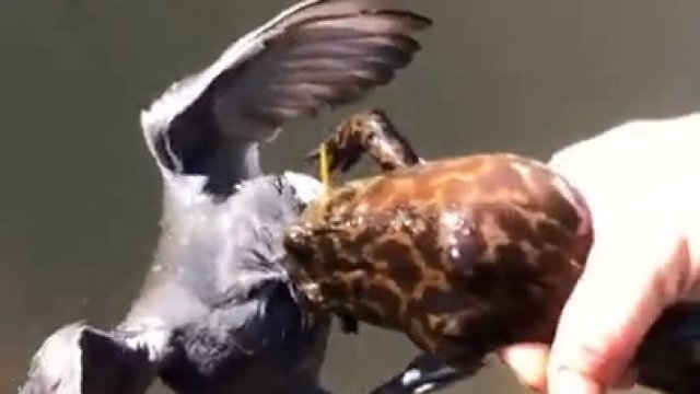 Żaba złapała ptaka za głowę i próbowała go połknąć