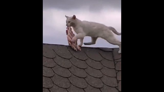 Kot zdobył dużą porcję żeberek i uciekł z nimi na dach