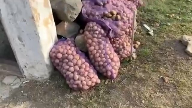 Wybuchowe ziemniaki na Ukrainie