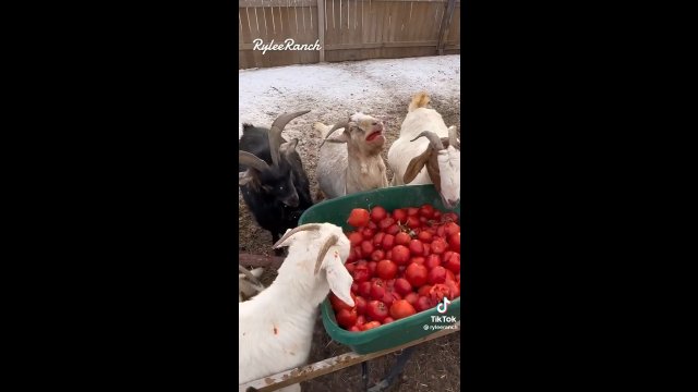 Nie wiedziałam, że kozy UWIELBIAJĄ pomidory