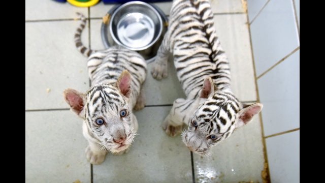 Kolejne białe tygryski w zoo w Borysewie