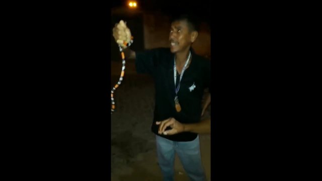 Pijany mężczyzna zmarł w wyniku ukąszenia węża koralowego