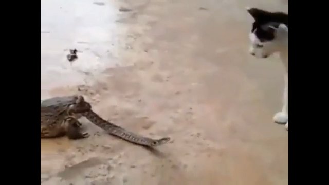 Ten wąż ma najgorszy dzień w swoim życiu