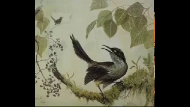 Ostatni na świecie ptak Reliktowiec mały został nagrany podczas śpiewu godowego [WIDEO]
