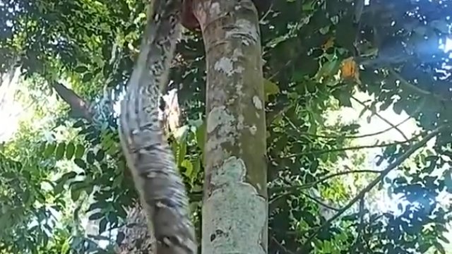 Pyton siatkowy wspinający się po drzewie