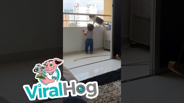 Kot chroni dziecko przed podciągnięciem się na balustradzie balkonu