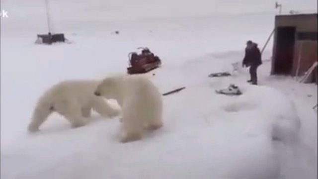 Facet walczył kawałkami sztachety z dwoma niedźwiedziami polarnymi!