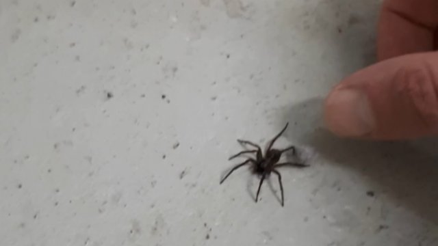 Chłopak pomógł małemu pająkowi, który utknął w kłaczkach