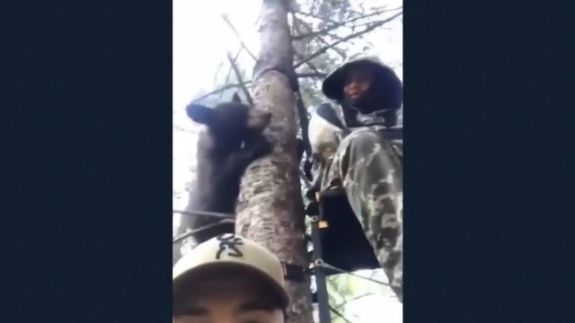 Młody niedźwiedź szuka schronienia na drzewie na którym akurat siedzą ludzie