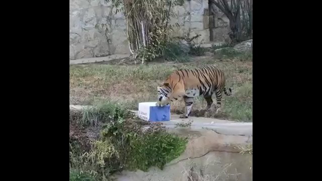 Zacięty bój tygrysa z... kartonowym pudełkiem!
