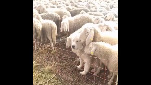 To nie jest najlepszy pies pasterski, jakiego widzieliście [WIDEO]