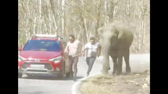 Wysiedli z samochodu, aby zrobić zdjęcie ze słoniem. Szybko tego pożałowali! [WIDEO]