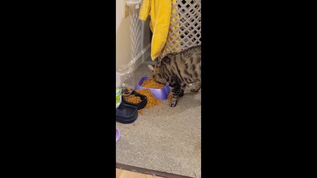Sprytny kot znalazł sposób na opróżnianie podajnika jedzenia
