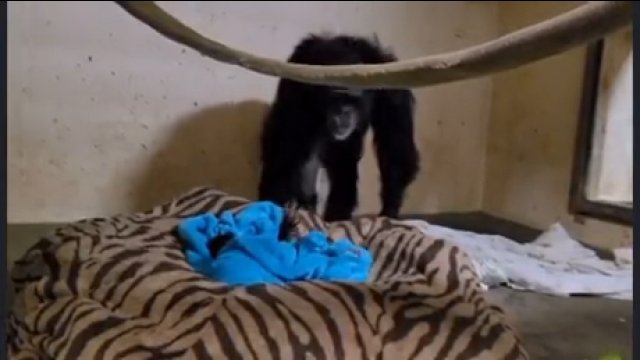 Szympansica myślała, że jej młode zmarło przy porodzie