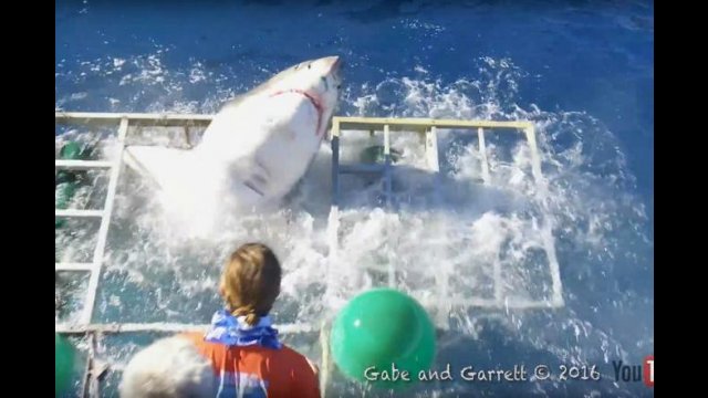 Przerażające nagranie! Żarłacz biały wdarł się do klatki z nurkiem