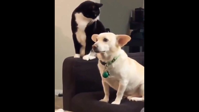 Kot testuje cierpliwość swojego psiego kolegi