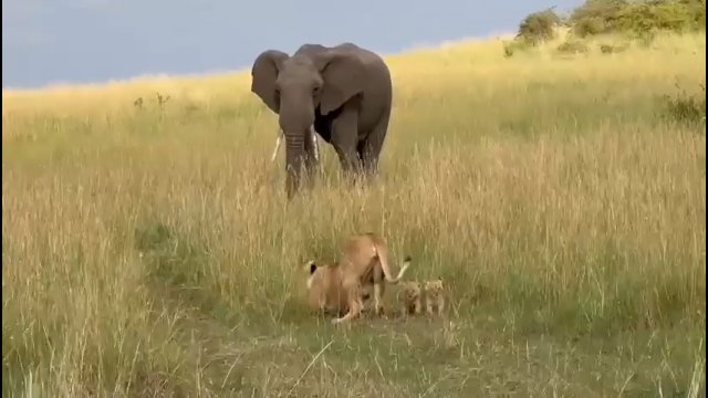 Słoń zaczął biec w stronę małych lwiątek. Ranna lwica nie potrafiła ich obronić