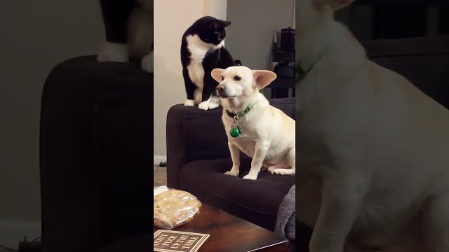 Kot myśli długo przed uderzeniem psa