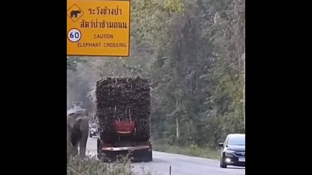 Słonie w Kambodży nauczyły się zatrzymywać ciężarówki przewożące trzcinę cukrową