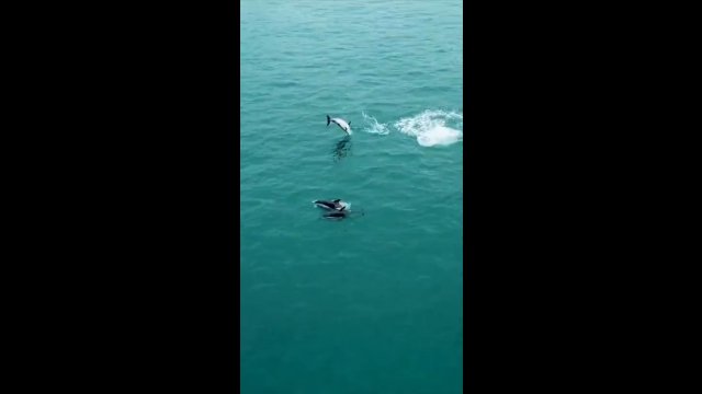 Delfiny mają chillout