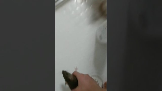 Szczur chce kąpać się z człowiekiem