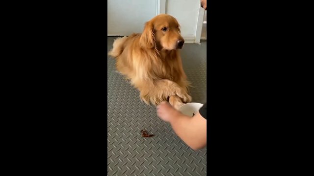Pies chowa smakołyk, aby jego właściciel mu go nie odebrał