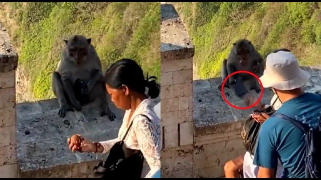 ​Te małpy znają się na interesach. Kradną turystom rzeczy i oddają je za jedzenie [WIDEO]
