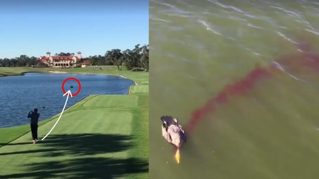 Golfista przypadkowo zabija kaczuszkę