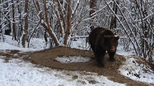 Po 20 latach niewoli niedźwiedź Ina został wypuszczony na wolność