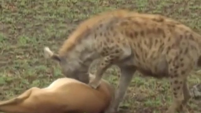 Impala udaje martwą, aby uciec hienie i gepardowi