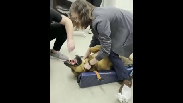 Weterynarz pomaga biednemu psu, któremu zabawka utknęła w gardle [WIDEO]