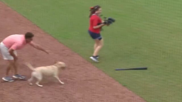 Labrador miał przynosić kije w lidze baseballa w USA. Już pierwszego dnia rzucił tę robotę [WIDEO]