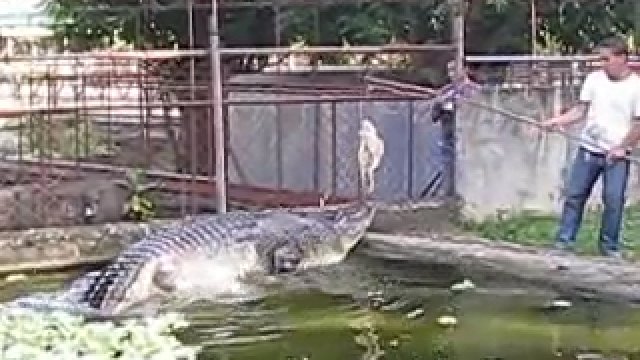 To Lapu Lapu jeden z największych krokodyli w zamknięciu