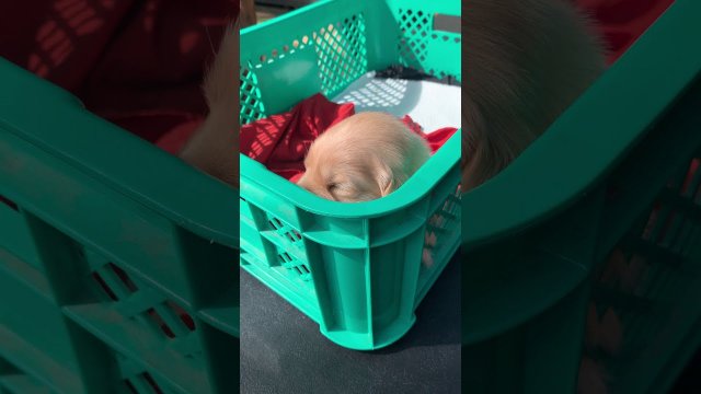 Dwu tygodniowy szczeniak po raz pierwszy otwiera oczy