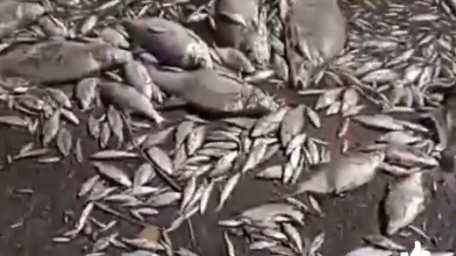 Tysiące śniętych ryb w Odrze. To katastrofa ekologiczna