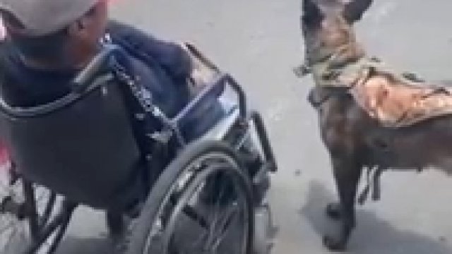 Pies pomaga pomaga swojemu niepełnosprawnemu właścicielowi