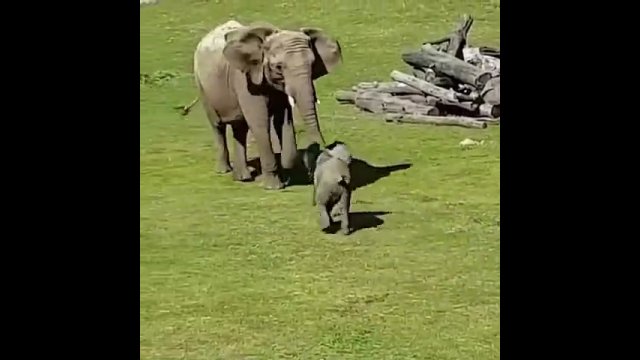 Małe słoniątko szukało przyjaciół. Z jakim skutkiem?