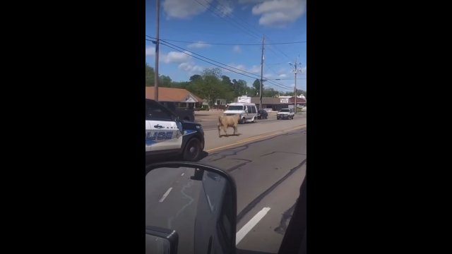 Krowa biegła ruchliwą ulicą. W pewnym momencie postanowiła zaatakować...