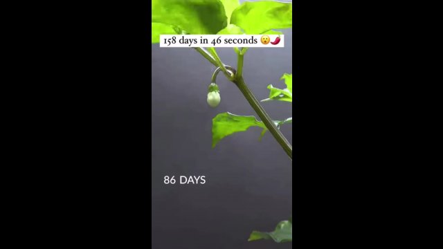 158 dni z życia papryczki ukazane w 46 sekund