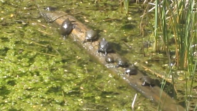 Żółwie na kłodach wyrzuconych z drewna, starając się nie wpaść do wody.