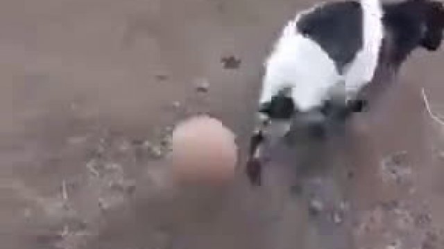 Piłka brutalnie fauluje kozę