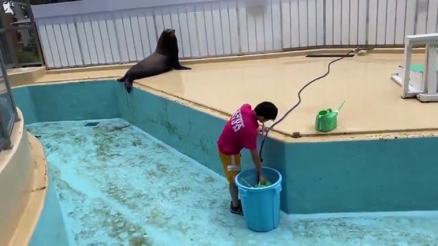 Foczka pomaga przy sprzątaniu basenu