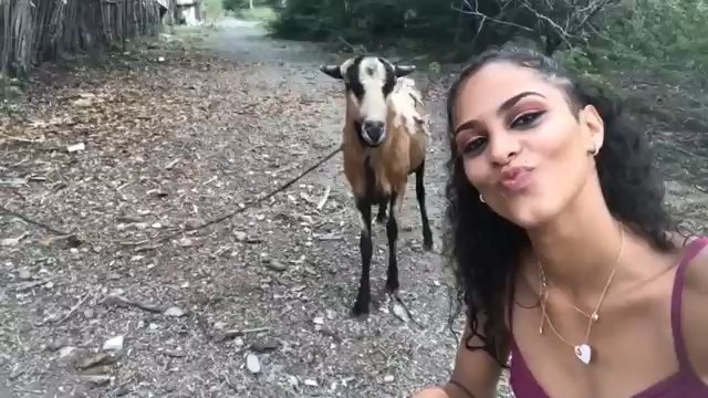 Dziewczyna chciała zrobić selfie z kozą. Głupota nie zna granic [WIDEO]