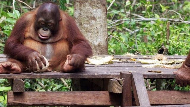 Orangutany uczą się rozbijać kokosy.