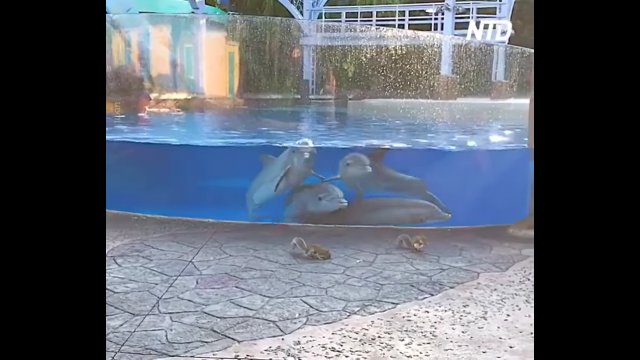 Delfiny z zainteresowaniem przyglądają się wiewiórkom