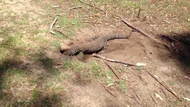 Australijska jaszczurka połyka królika na polu golfowym