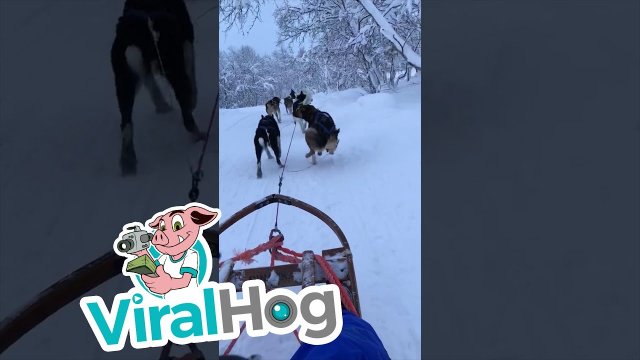 Podczas spaceru po śniegu w Kirkenes w Norwegii pies padły ofiarą nagłej potrzeby.